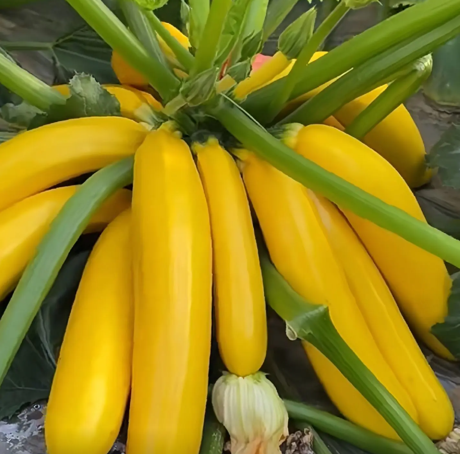 Yellow Courgette Seeds – Golden Yellow Zucchini for Home Vegetable Gardens