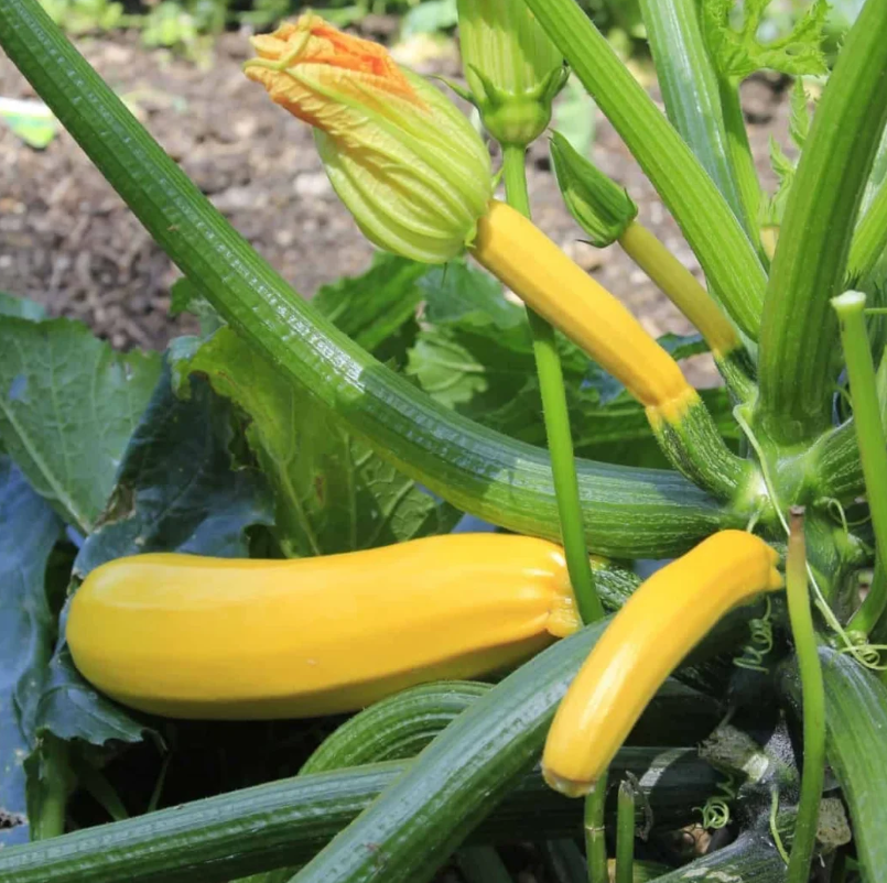 Yellow Courgette Seeds – Golden Yellow Zucchini for Home Vegetable Gardens