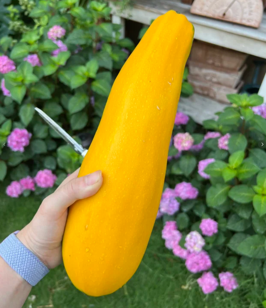 Yellow Courgette Seeds – Golden Yellow Zucchini for Home Vegetable Gardens