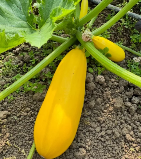 Yellow Courgette Seeds – Golden Yellow Zucchini for Home Vegetable Gardens