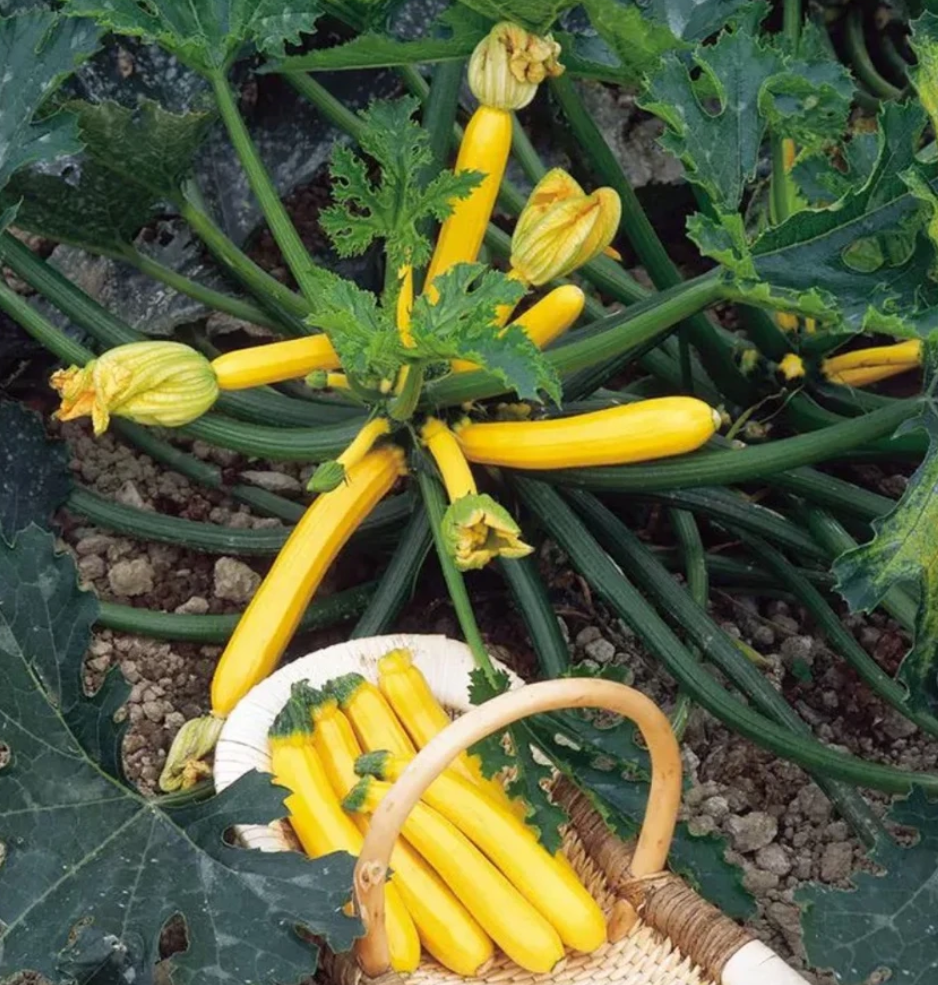 Yellow Courgette Seeds – Golden Yellow Zucchini for Home Vegetable Gardens