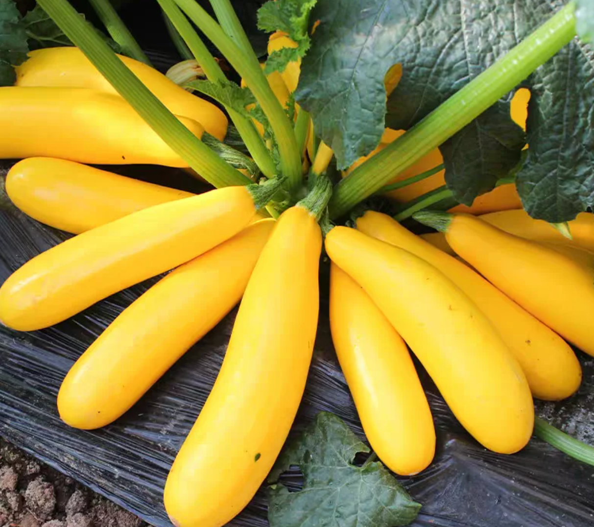 Yellow Courgette Seeds – Golden Yellow Zucchini for Home Vegetable Gardens