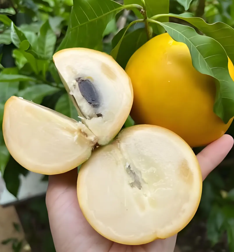 Abiu Seeds for Planting – Rare Tropical Yellow Fruit Tree