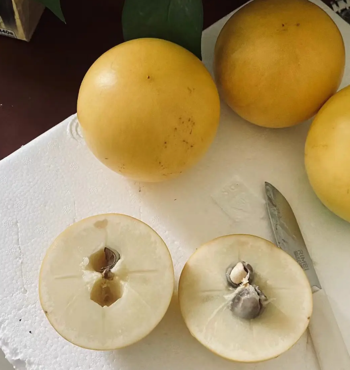 Abiu Seeds for Planting – Rare Tropical Yellow Fruit Tree