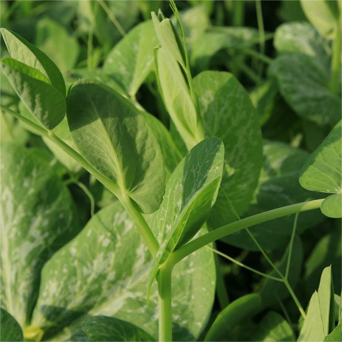 Pea Tip Seeds