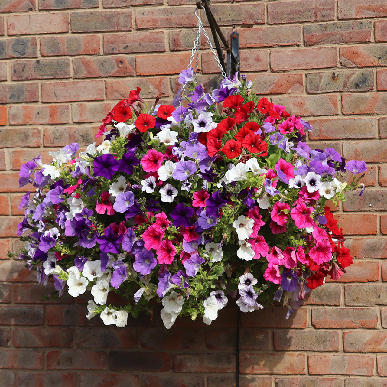 Last Day Sale - 60% OFF💐Morning Glory - Hanging Petunia Seeds Mixed Color