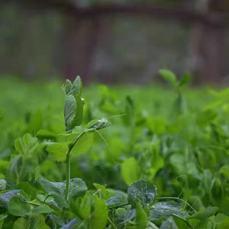 Pea Tip Seeds
