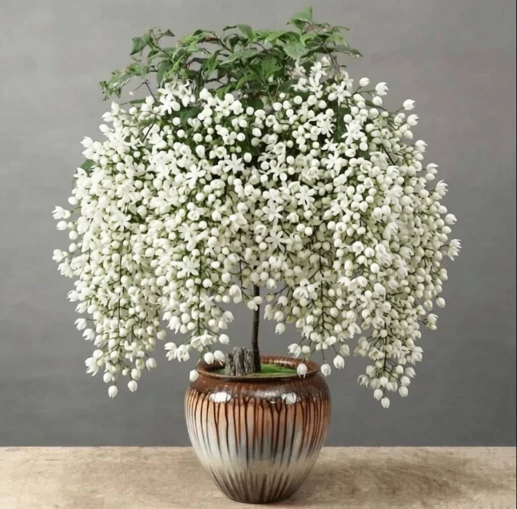Cape Jasmine Seeds