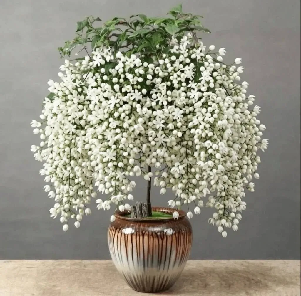 Cape Jasmine Seeds