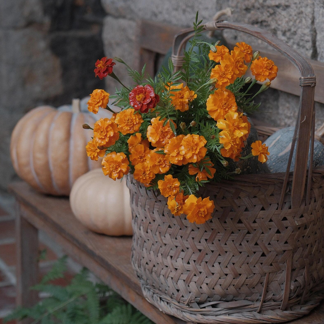 French Marigold Seed- Mixed Color