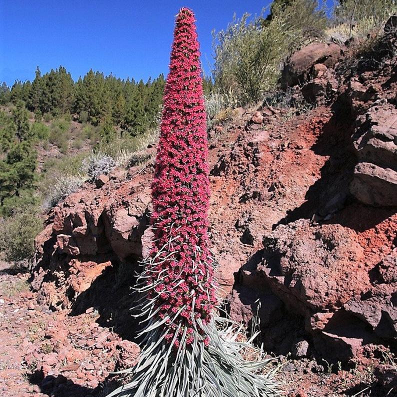TOWER OF JEWELS Red Bugloss Echium Wildpretii Ruby Hummingbird Flower