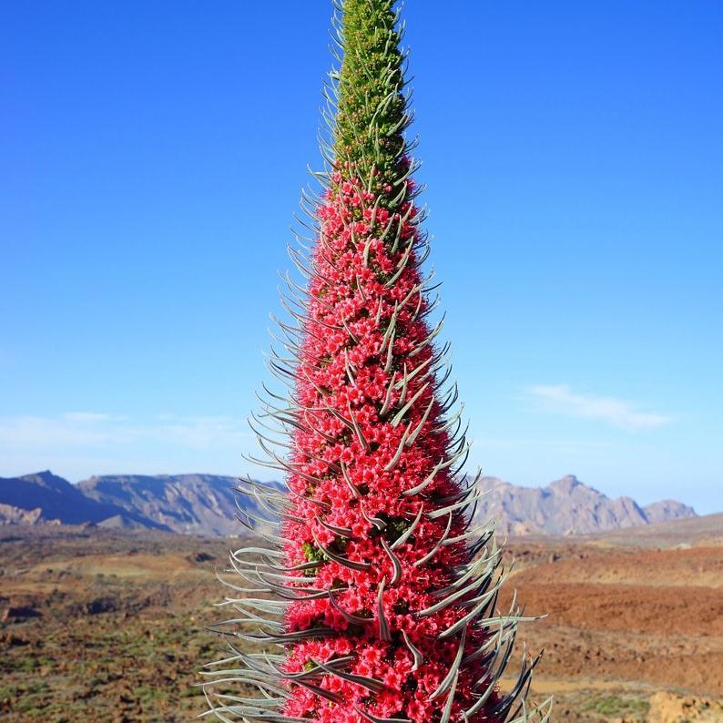 TOWER OF JEWELS Red Bugloss Echium Wildpretii Ruby Hummingbird Flower