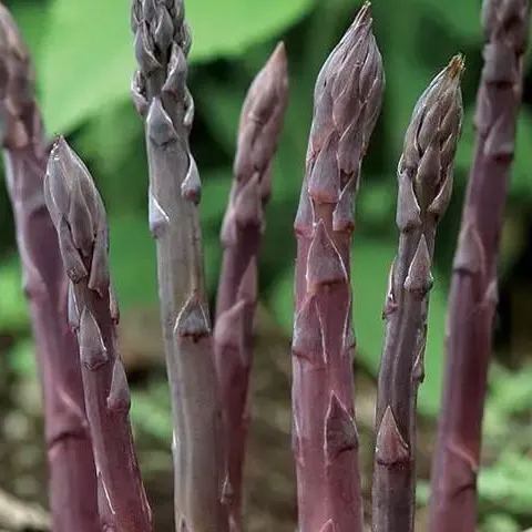 Asparagus Mary Washington Vegetable Seeds-Four Seasons