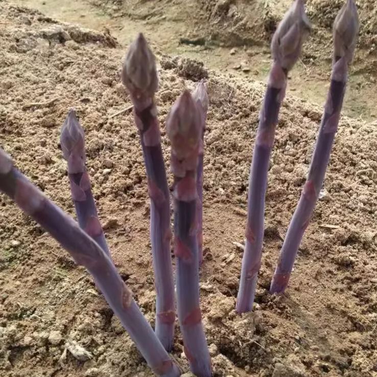 Asparagus Mary Washington Vegetable Seeds-Four Seasons