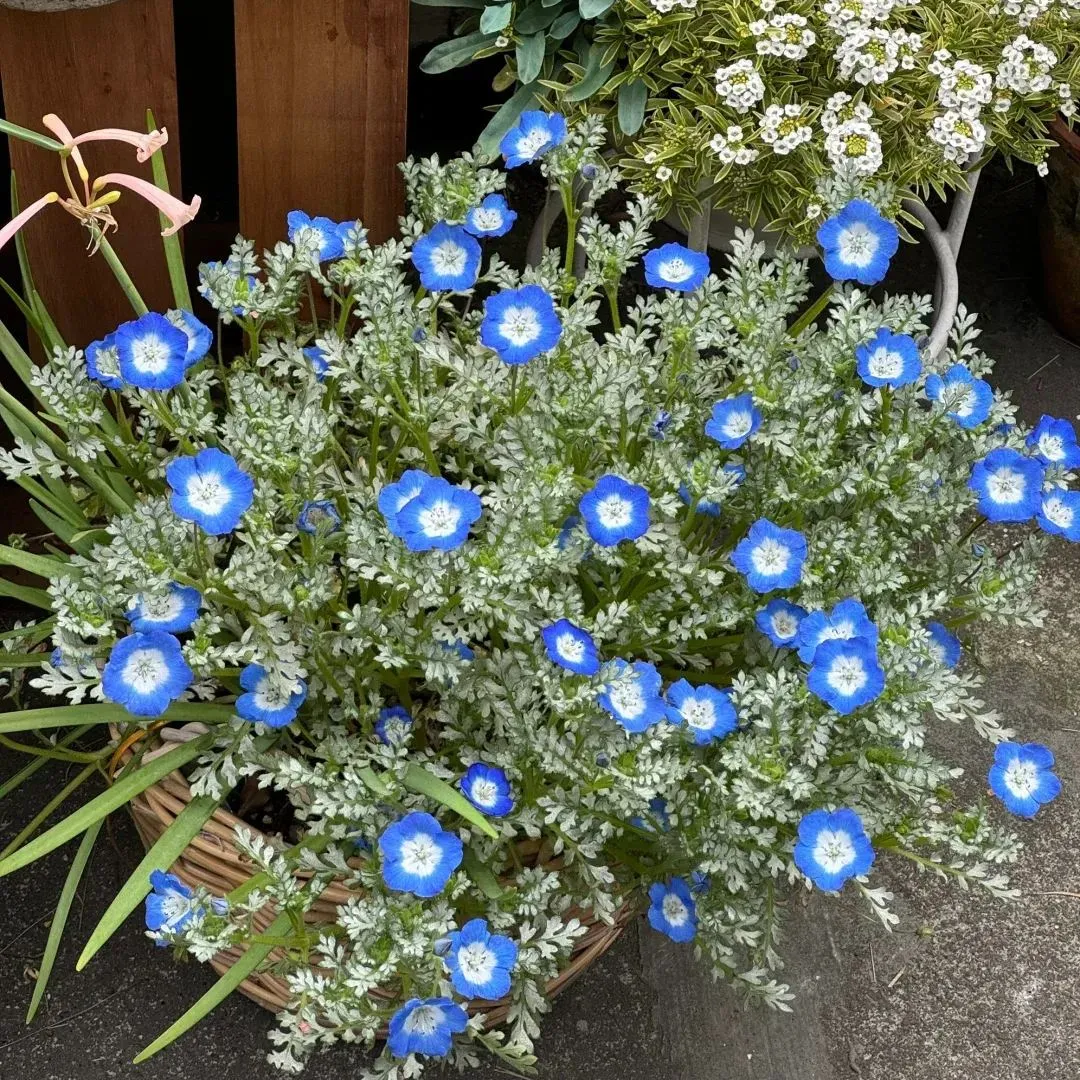 Baby Blue Eyes Seeds