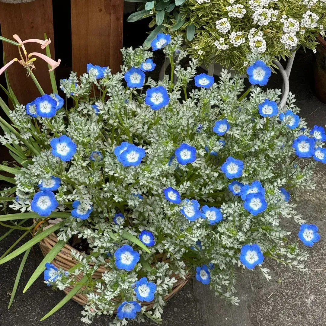 Baby Blue Eyes Seeds