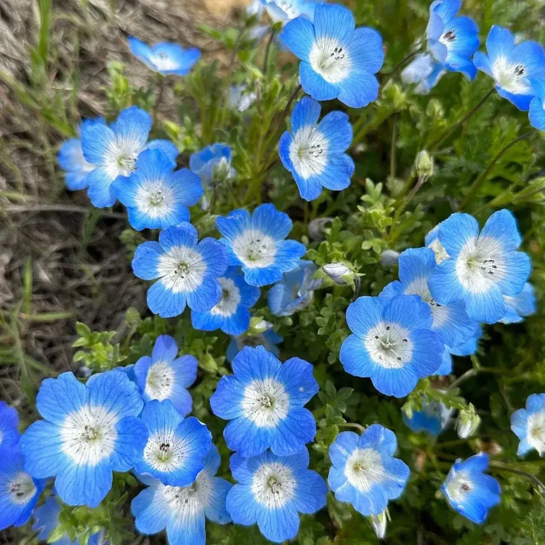 Baby Blue Eyes Seeds