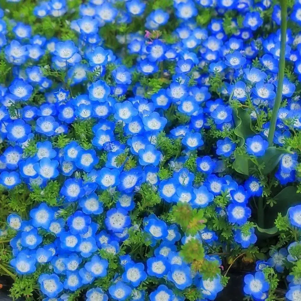 Baby Blue Eyes Seeds