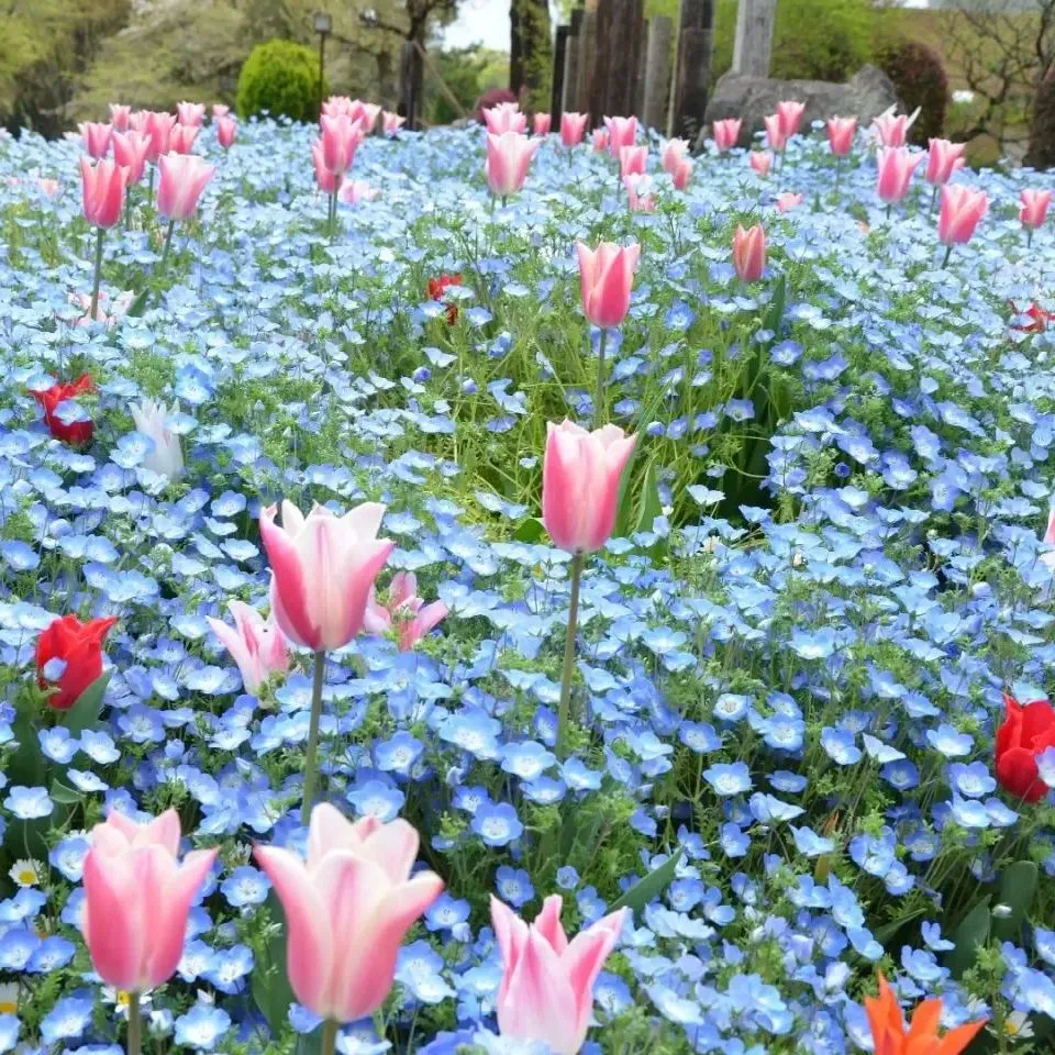 Baby Blue Eyes Seeds