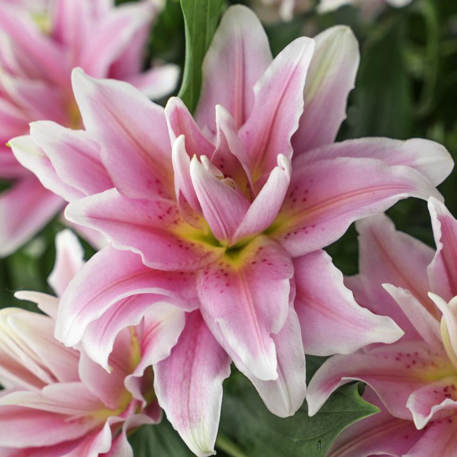 2000+Lily Seeds – Easy to Grow, Fragrant & Beautiful Flowers – Leaflooms