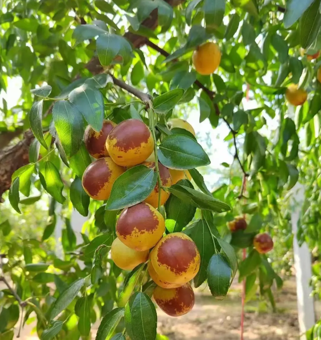 Rock Sugar Jujube | Naturally Sweet · Thin Skin & Thick Flesh · Nutritious Healthy Snack 🍬🍎