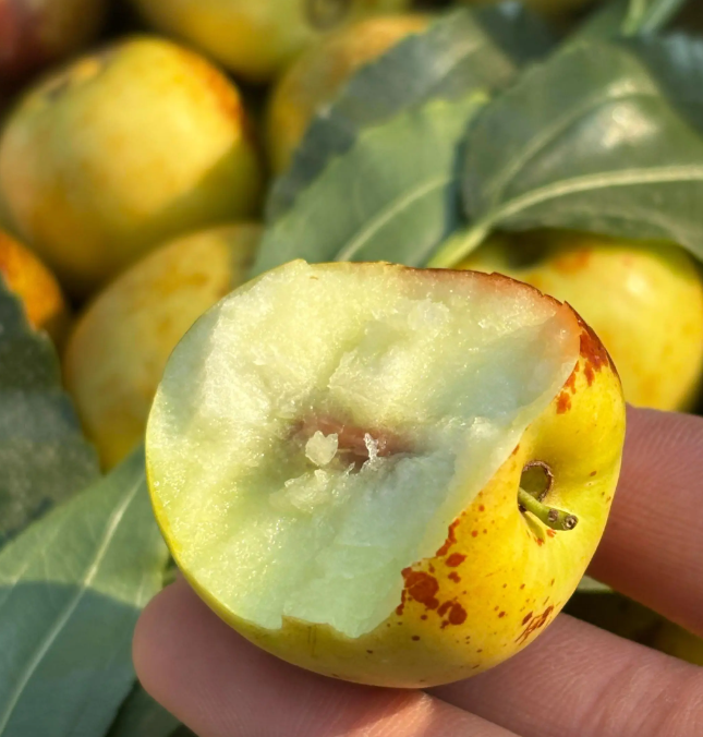 Rock Sugar Jujube | Naturally Sweet · Thin Skin & Thick Flesh · Nutritious Healthy Snack 🍬🍎