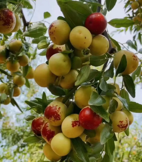 Rock Sugar Jujube | Naturally Sweet · Thin Skin & Thick Flesh · Nutritious Healthy Snack 🍬🍎