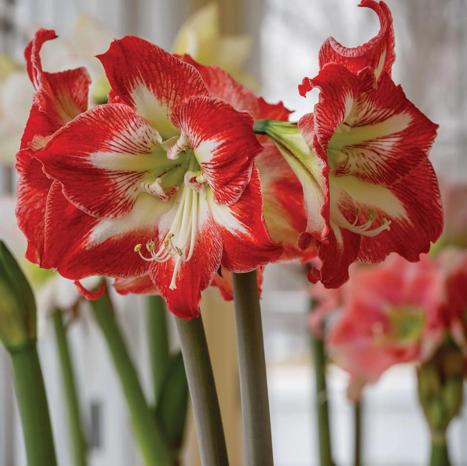 Amaryllis Seeds for Planting – Easy to Grow Flower Bulbs, Non-GMO, Indoor & Outdoor Blooming Plant for Home Garden & Pots