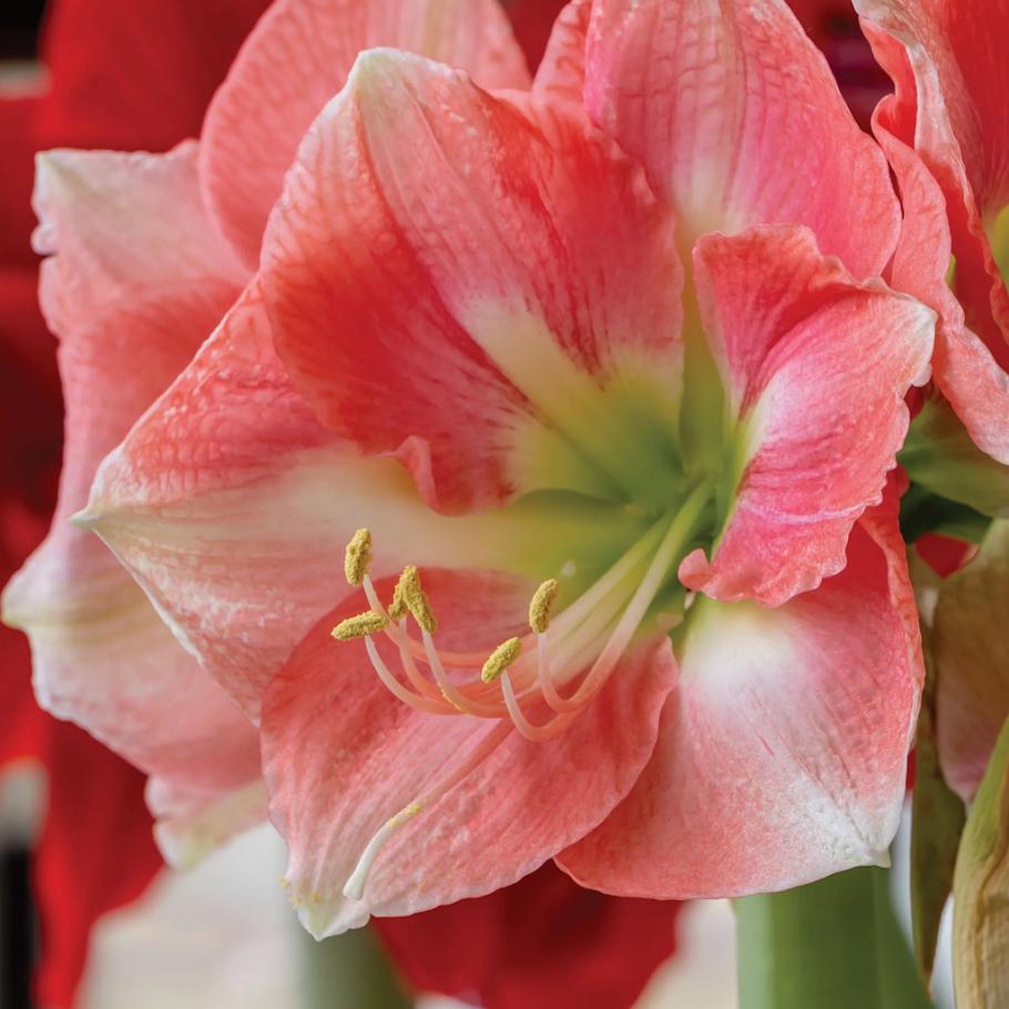 Amaryllis Seeds for Planting – Easy to Grow Flower Bulbs, Non-GMO, Indoor & Outdoor Blooming Plant for Home Garden & Pots