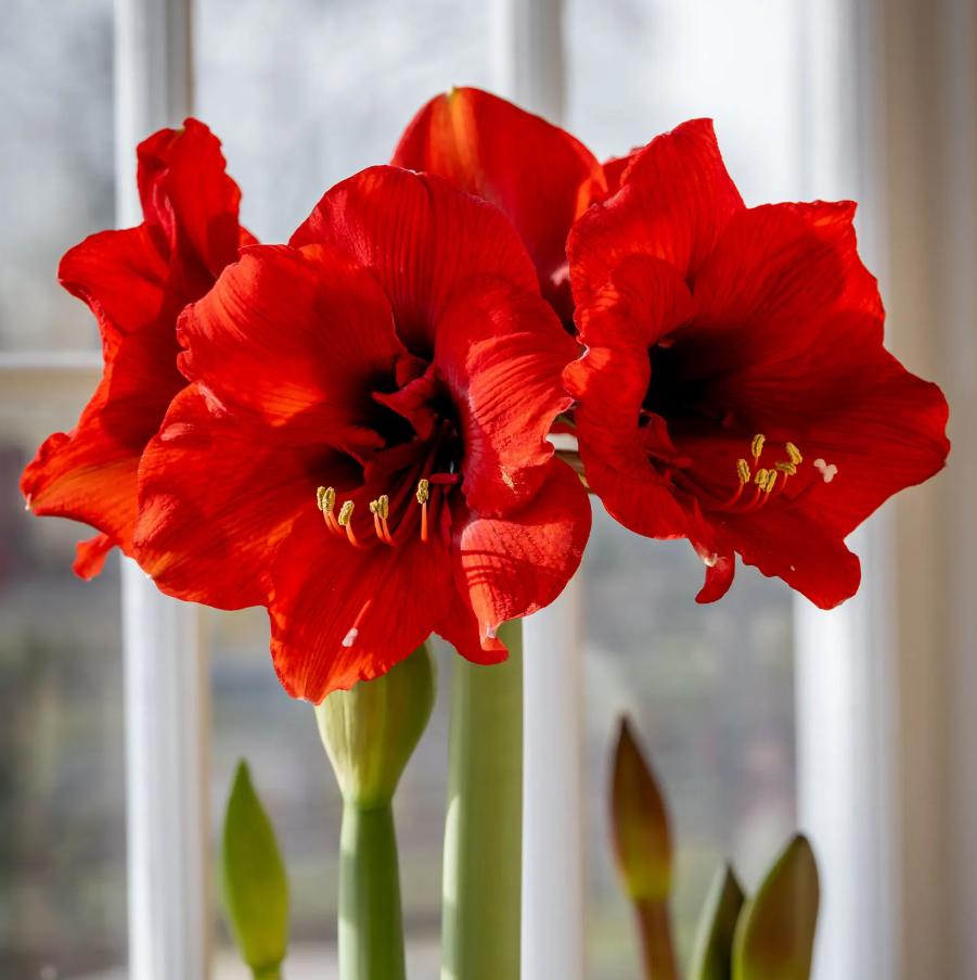 Amaryllis Seeds for Planting – Easy to Grow Flower Bulbs, Non-GMO, Indoor & Outdoor Blooming Plant for Home Garden & Pots