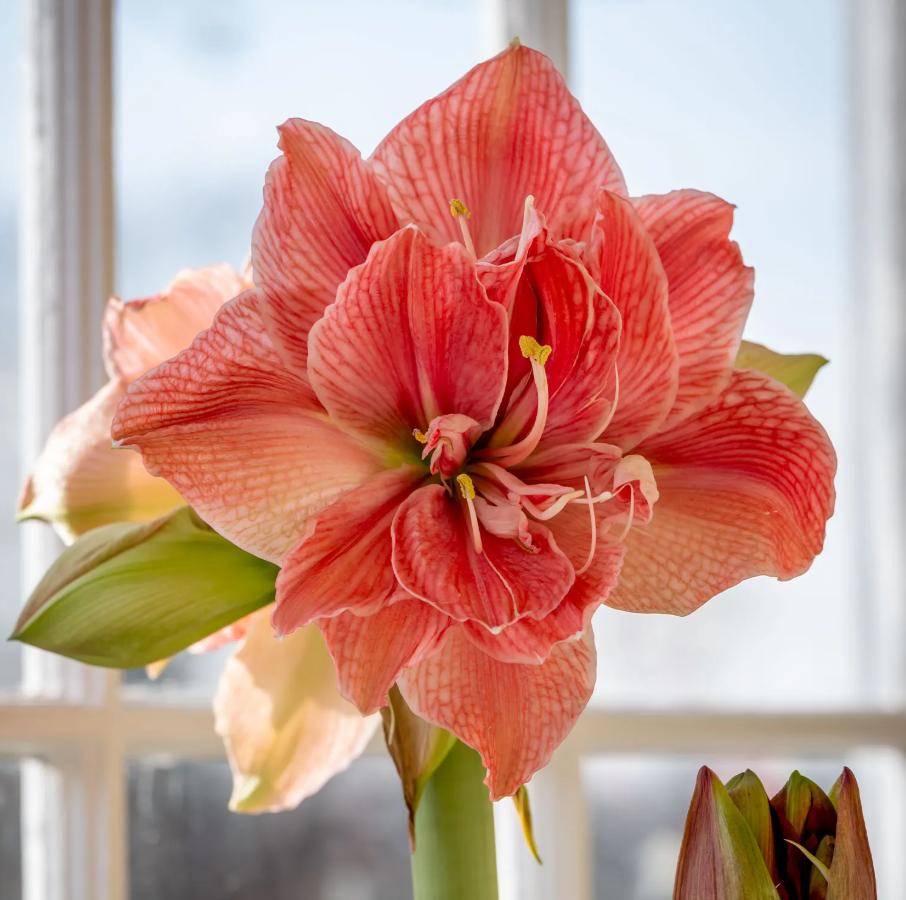 Amaryllis Seeds for Planting – Easy to Grow Flower Bulbs, Non-GMO, Indoor & Outdoor Blooming Plant for Home Garden & Pots