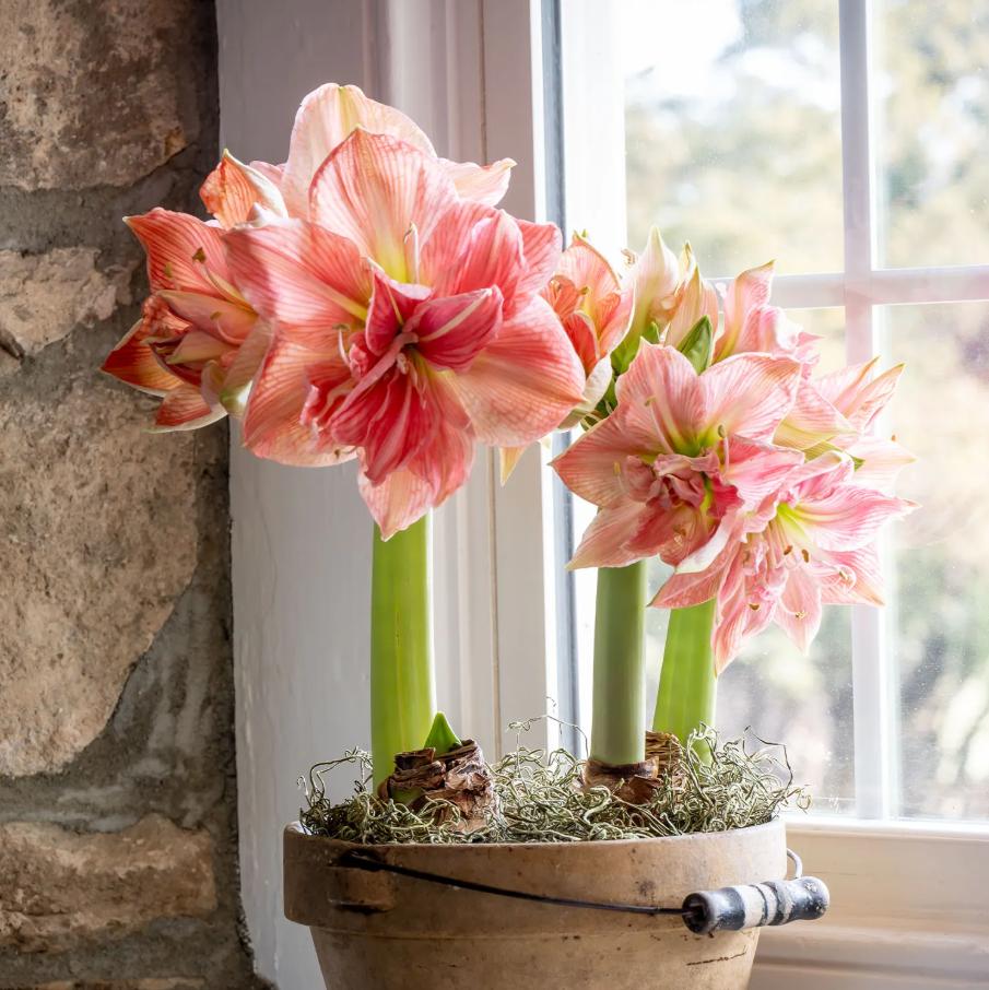 Amaryllis Seeds for Planting – Easy to Grow Flower Bulbs, Non-GMO, Indoor & Outdoor Blooming Plant for Home Garden & Pots
