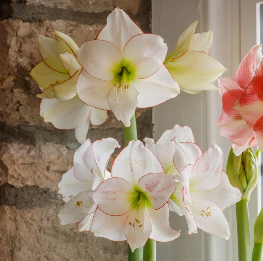 Amaryllis Seeds for Planting – Easy to Grow Flower Bulbs, Non-GMO, Indoor & Outdoor Blooming Plant for Home Garden & Pots