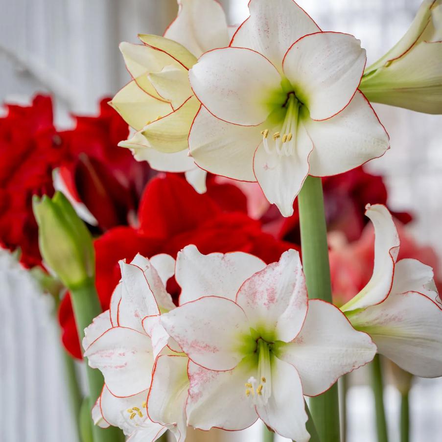 Amaryllis Seeds for Planting – Easy to Grow Flower Bulbs, Non-GMO, Indoor & Outdoor Blooming Plant for Home Garden & Pots