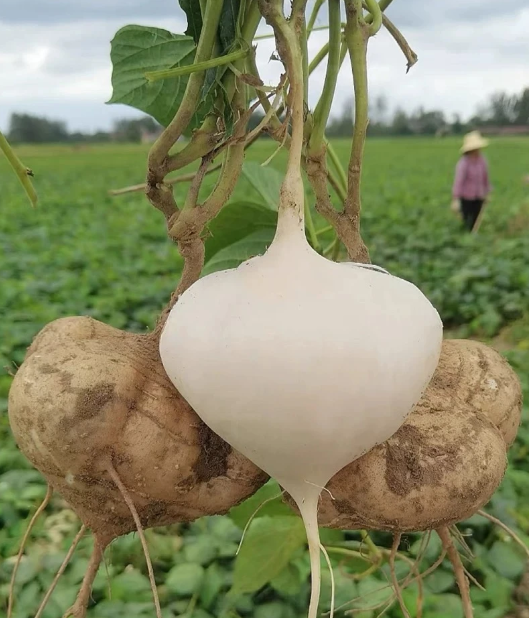 Jicama Seeds for Planting – Crunchy Sweet Mexican Yam Bean, Fast Growing Root Vegetable for Indoor Outdoor Garden