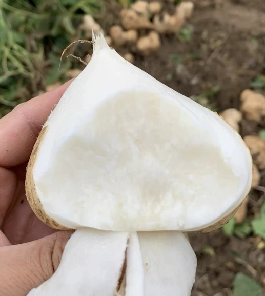 Jicama Seeds for Planting – Crunchy Sweet Mexican Yam Bean, Fast Growing Root Vegetable for Indoor Outdoor Garden
