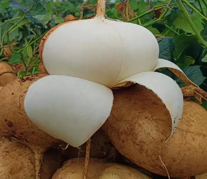 Jicama Seeds for Planting – Crunchy Sweet Mexican Yam Bean, Fast Growing Root Vegetable for Indoor Outdoor Garden