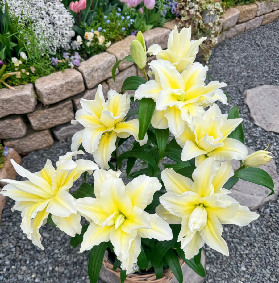 Lily Seeds – Easy to Grow, Fragrant & Beautiful Flowers – Leaflooms