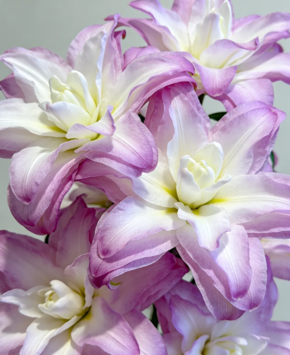 Lily Seeds – Easy to Grow, Fragrant & Beautiful Flowers – Leaflooms