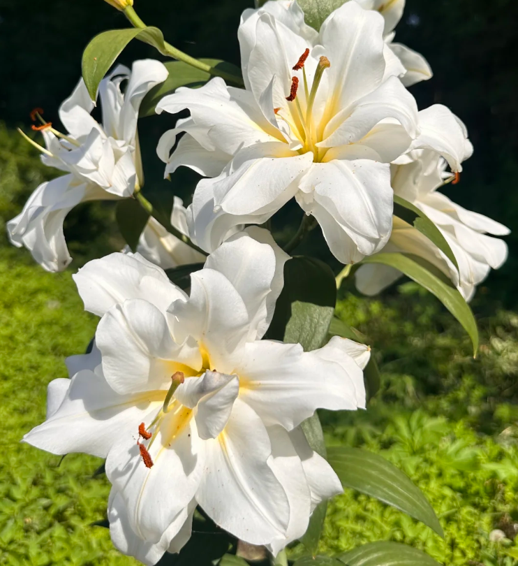 Lily Seeds – Easy to Grow, Fragrant & Beautiful Flowers – Leaflooms