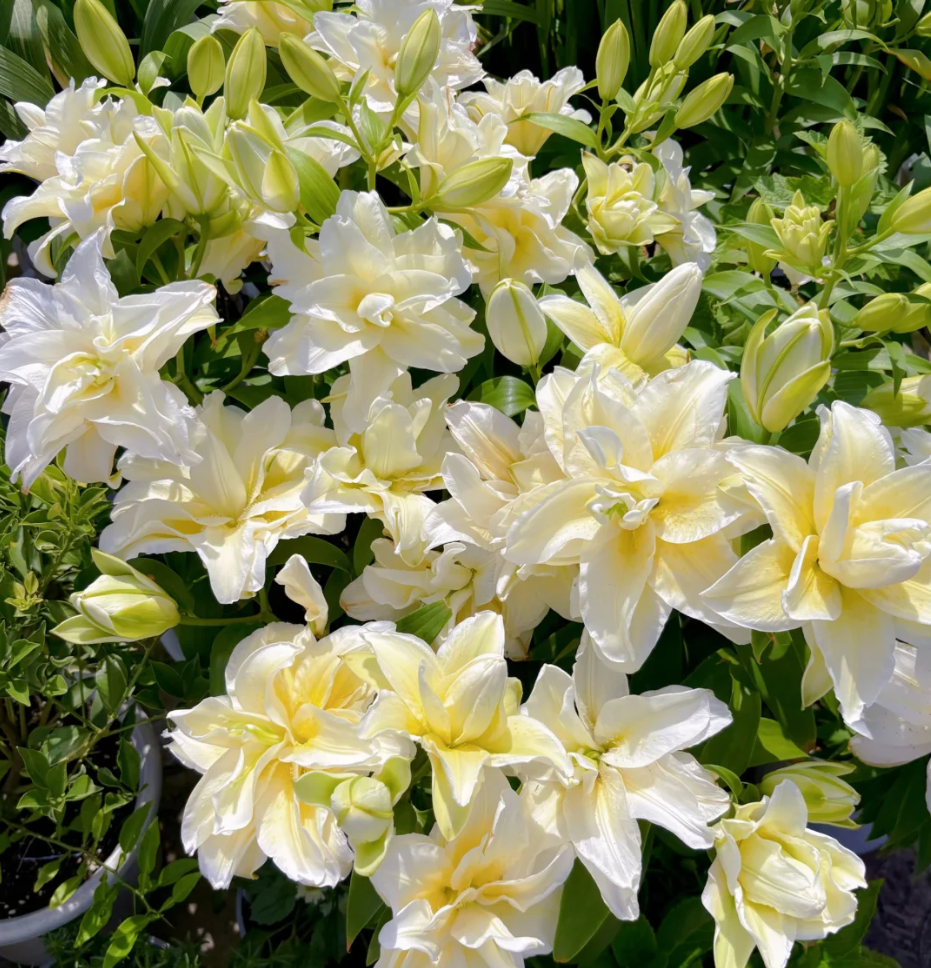 Lily Seeds – Easy to Grow, Fragrant & Beautiful Flowers – Leaflooms