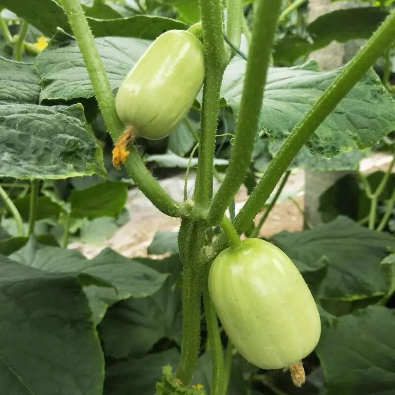 Jade Beauty Cucumber Seeds