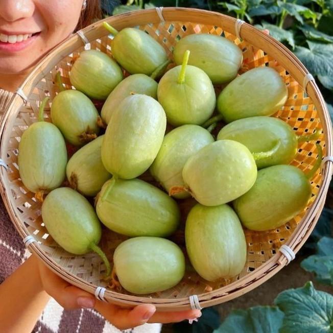 Jade Beauty Cucumber Seeds
