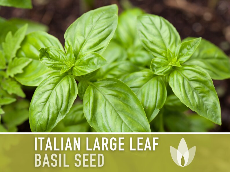 Italian Large Leaf Basil Heirloom Herb Seeds - Non-GMO, Open Pollinated, Culinary Herb