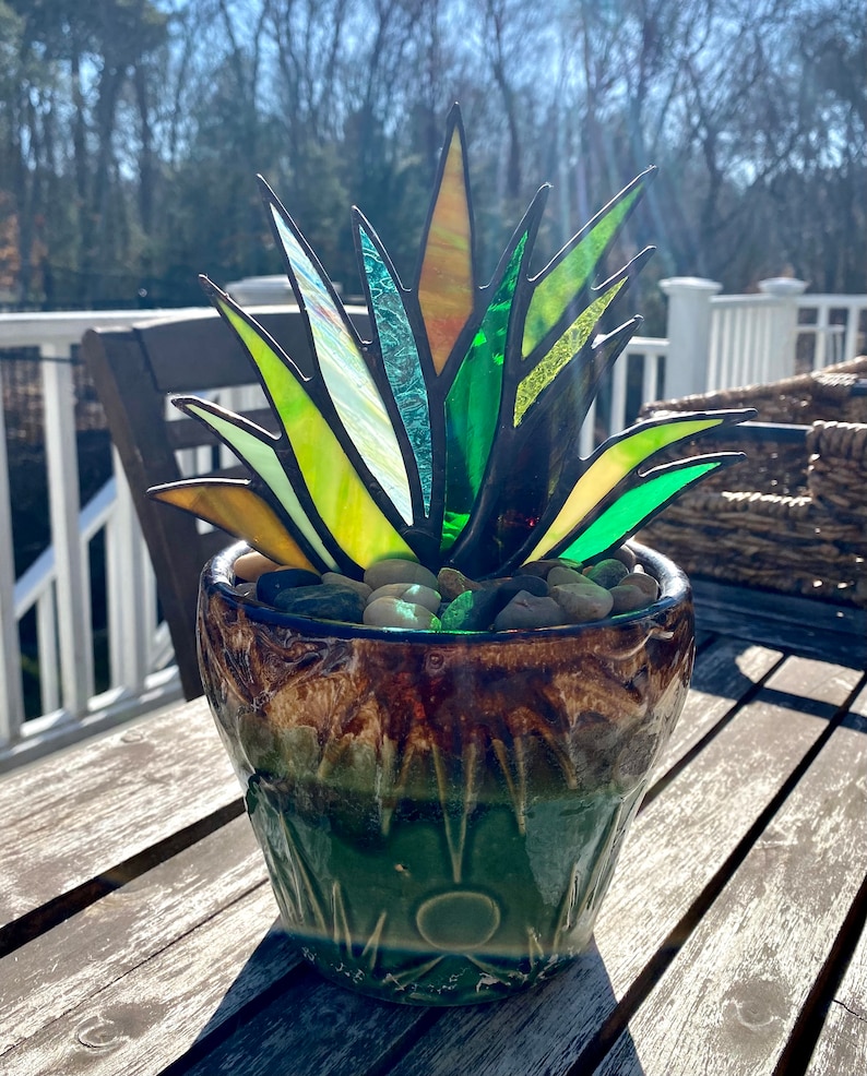 Spectacular Stained Glass Agave Aloe Potted Plant in Roseville image 7