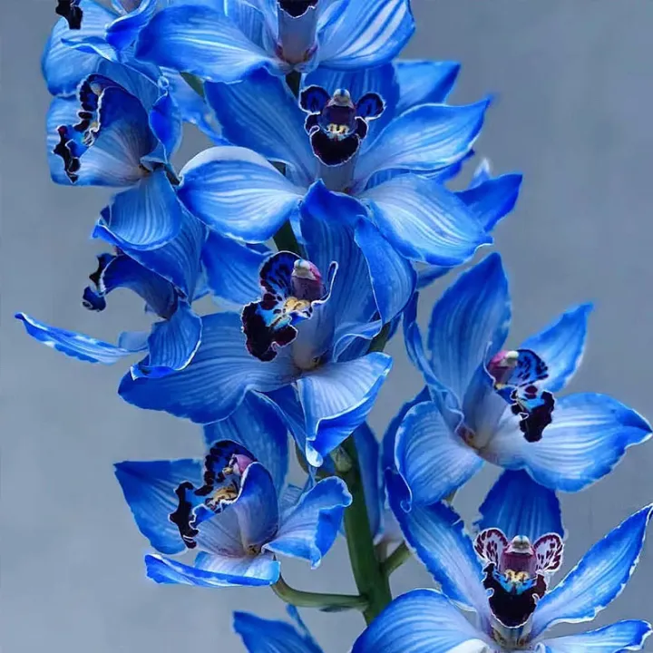 🔥57% DI SCONTO sui semi di orchidea Cymbidium🪴Semi di Cymbidium rari
