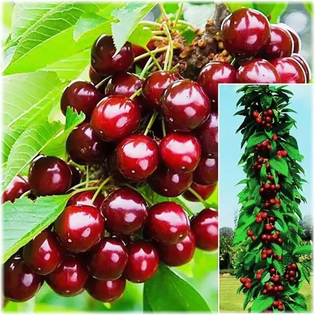 Semi di ciliegio Rainier Cherry