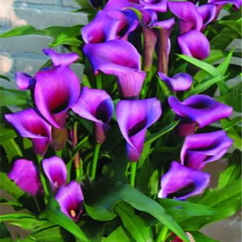 Egrow 50 PCS Calla Lily Seeds Garden Balcony Potted Perennial Flower Seeds Bonsai Ivy Flowers Egrow 50 PCS Calla Lily Seeds Garden Balcony Potted Perennial Flower Seeds Bonsai Ivy Flowers