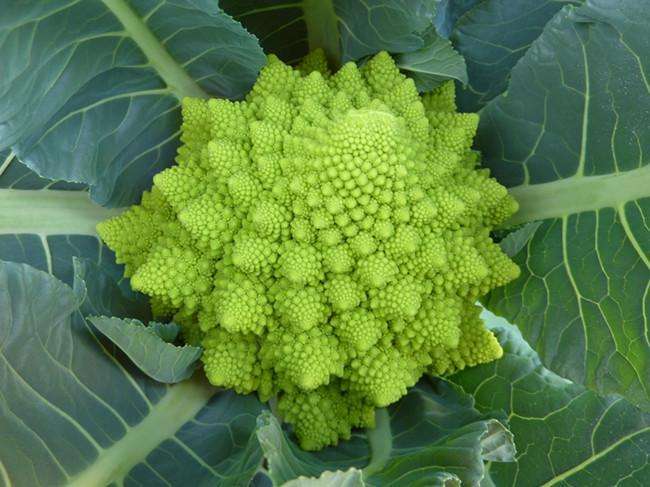 宝塔菜的做法_宝塔菜是什么_宝塔菜的叶子可以吃吗_功效与作用_哪些人不能吃_苹果绿