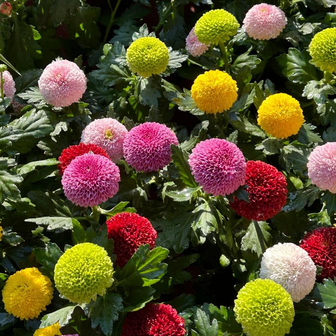 🌼 Ping Pong Chrysanthemum — Refuses to Be Flat